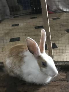 Rabbit