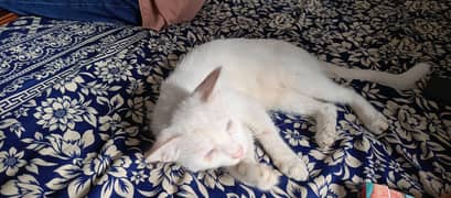 cate for sale
