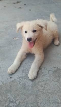 Maremma Sheepdog puppy,