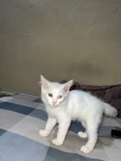 Persian
