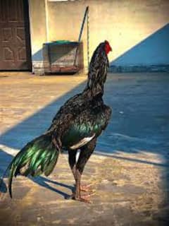 Aseel Thai murga for sale