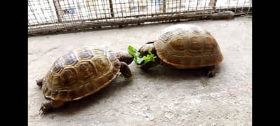 Turtle 
