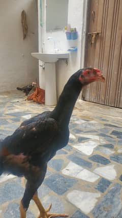 lakha German Oshamo phate