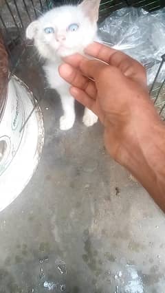 cat Persian