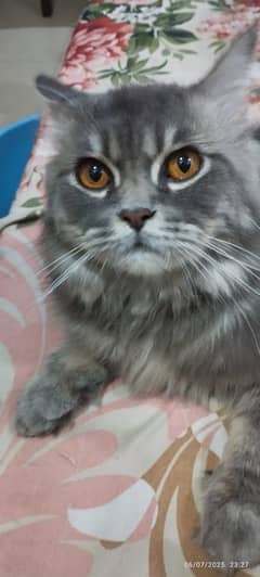 Persian