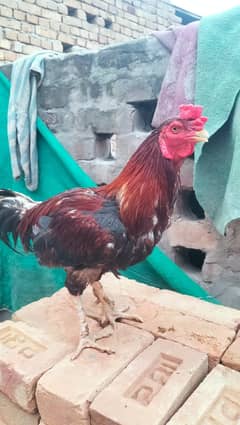 I want to sell my Hens
