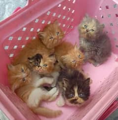 extreme punchface Triple coat Persian kittens high quality