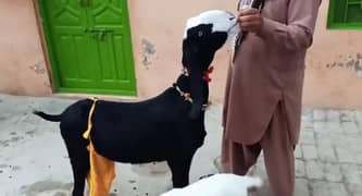 2 Bacchon Ka Sath Desi Bakri For Sale,+03226643435