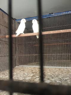 Albino Red Eye for sale hai or cages bhi sale hai.