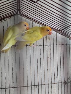 Cremino pair (female cremino opline/male simple cremino)