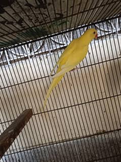 Yellow DNA Male For Sale