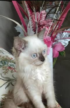 litter box trained 100% person kitten double long coated kitten s for