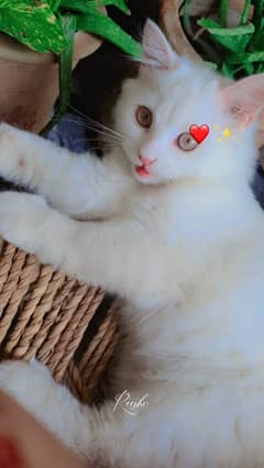 Persial
