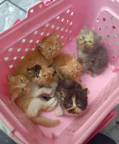 extreme quality kitten