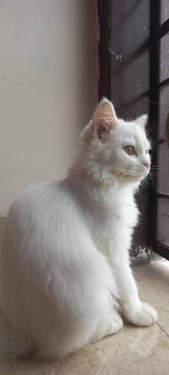 persian kittens for sale i