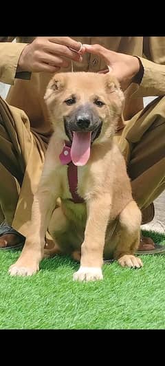 pure king Kurdish kangal male age 2 month sequrty dogs