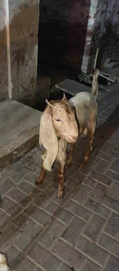 2026 Qurbani Bakra