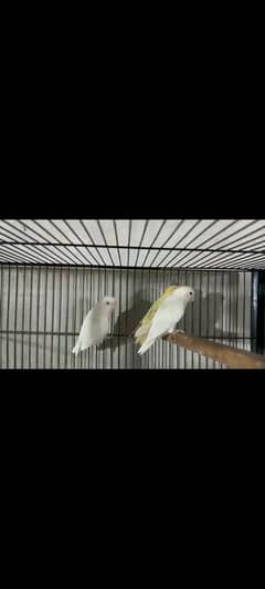 albino