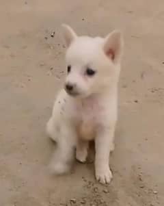 lambay balu wala cute puppy