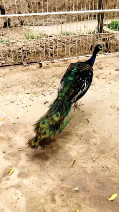 peacock
