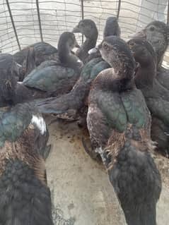 Duck for sale ,dasi health and active