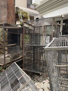 Grey parrot pinjra