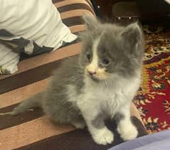 Persian
