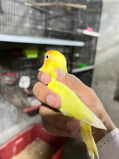 Lovebirds