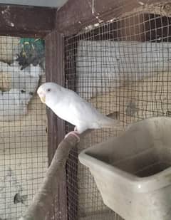Red eye breeder female exchange possible with yellow female red eye.