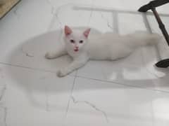 Persian Cat Age 2 months