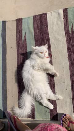 white Persian cat