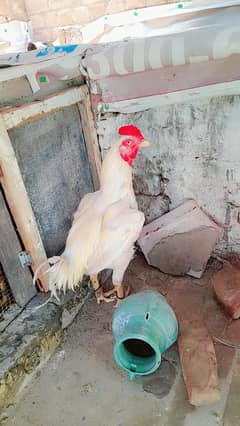 aseel mianwali murga