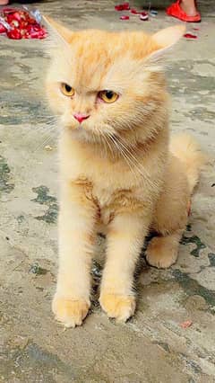 persian