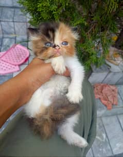 extreme quality kitten