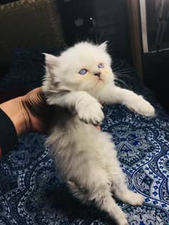 Persian