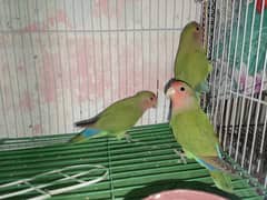 Common Latino (Green)