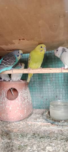 Australian parrots urgent for sale