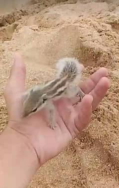 rabbit
