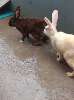 rabbits for sale