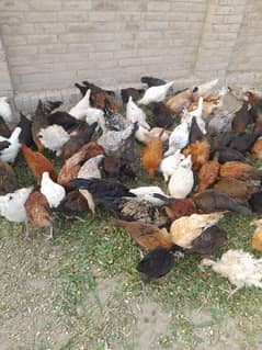 Golden Misri Hens 03093245342