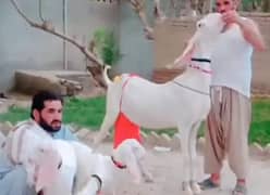 Gulabi Bakri 3 bacchon Ke Sath For Sale WhatsApp 0370,48,15,728