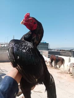breeder