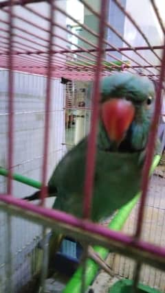 below ring nak