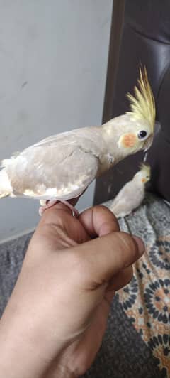 cockteil