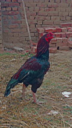 PURE ASEEL MIANWALI