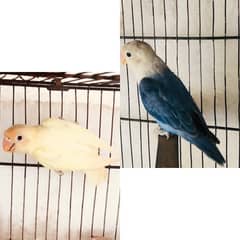 Blue opline male decino patha for exchange