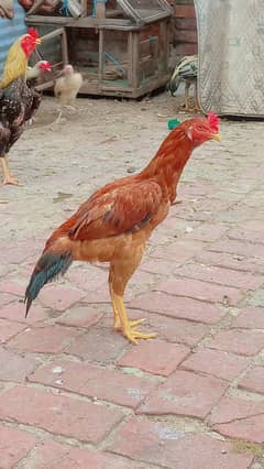 pure aseel male for sale