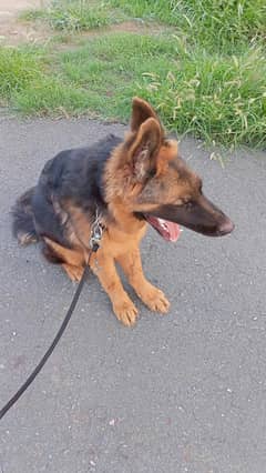 German shepherd available for sale