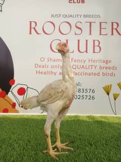 O shamo chicks / chicks / hens / shamo / white / Aseel / eggs / murga
