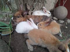 Rabbits